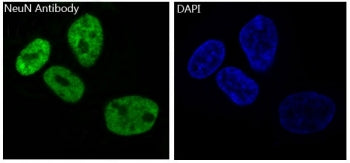 Immunofluorescent staining of human SH-SY5Y cells with NeuN antibody (green) and DAPI nuclear stain 