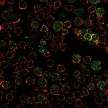 Immunofluorescent staining of PFA-fixed human Ramos cells with TYMS antibody cocktail (green, clone 