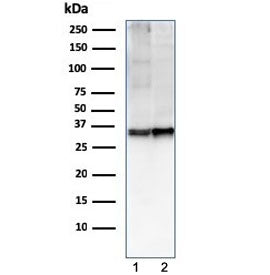 Western blot testing of human 1) U-87 MG and 2) ThP-1 cell lysate with CD47 antibody (clone CD47/293