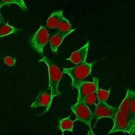 KRT8 Antibody / Cytokeratin 8