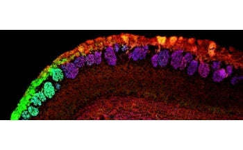 IHC: 48h-staining of PFA-perfused cryosection of mouse olfactory bulb with NCAM2 antibody at 0.5ug/m