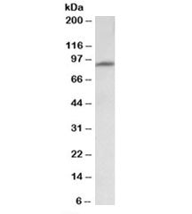 MFSD6 Antibody