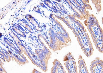 Cyclophilin B Antibody