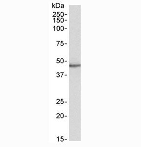 Western blot testing of human heart lysate with STAP2 antibody at 0.5ug/ml. Predicted molecular weig
