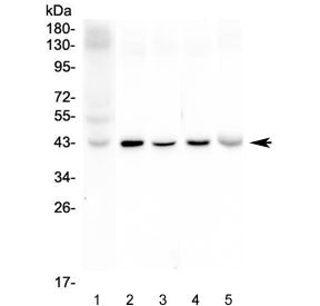 Connexin 43 Antibody / Cx43