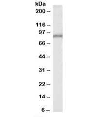 PPIG Antibody