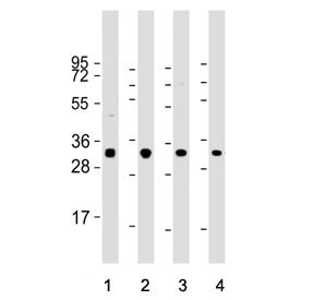 Osteopontin Antibody