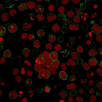Immunofluorescent staining of human Molt-4 cells with CD2 antibody (clone LFA2/600, green) and Reddo