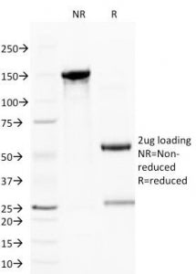 SDS-PAGE Analysis of Purified, BSA-Free CD59 Antibody (clone BRA-10G). Confirmation of Integrity and