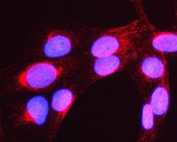Immunofluorescent staining of FFPE human U-2 OS cells with MYH16 antibody (red) and DAPI nuclear sta
