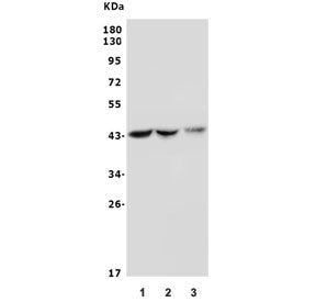 Western blot testing of mouse 1) liver, 2) heart and 3) Neuro-2a lysate with As3mt antibody. Predict