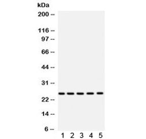 Western blot testing of mouse 1) testis, 2) lung, 3) heart, 4) liver and 5) human HepG2 lysate with 