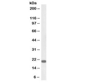 Western blot testing of mouse NIH3T3 lysate with biotinylated HP1 gamma antibody at 0.3ug/ml. Predic