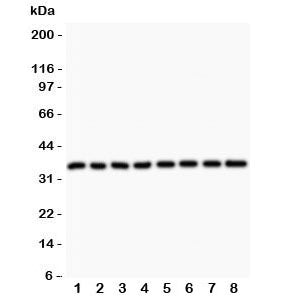 Cyclin D3 Antibody