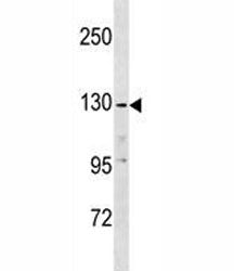 EGF Antibody
