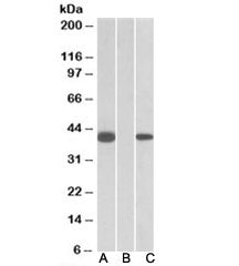 Western blot of HEK293 lysate overexpressing human FANCF-MYC probed with FANCF antibody [1ug/ml] in 