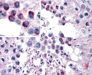 IHC testing of FFPE human testis with FZD9 antibody at 5ug/ml. HIER: steamed with pH6 citrate buffer
