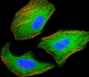 Fluorescent image of HeLa cells stained with TSC2 antibody. Alexa Fluor 488 secondary (green), cytop