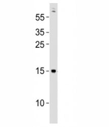 Gabarapa Antibody (Zebrafish)