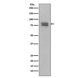 Western blot testing of human Ramos cell lysate with phospho-v-Myb + c-Myb antibody (pS11).