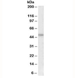 Western blot testing of HeLa lysate with PAR1 antibody at 0.5ug/ml. Predicted molecular weight ~47 k