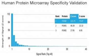 Analysis of HuProt(TM) microarray containing more than 19,000 full-length human proteins using FOXB2