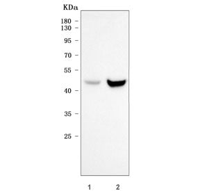 Sorting nexin 15 Antibody / SNX15