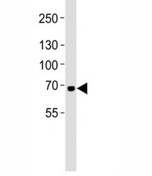 Western blot analysis of lysate from K562 cell line using LTF antibody at 1:1000. Predicted molecula