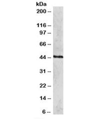 RAD51C Antibody
