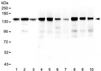 Western blot testing of 1) human HeLa, 2) human ThP-1, 3) human U-87 MG, 4) rat brain, 5) rat heart,