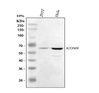 Western blot analysis of KDM8 using anti-KDM8 antibody. Lane 1: human 293T whole cell lysates, Lane 