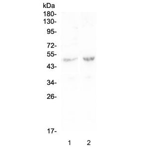 Western blot testing of human 1) Caco-2 and 2) SW620 lysate with PLA2G7 antibody at 0.5ug/ml. Expect