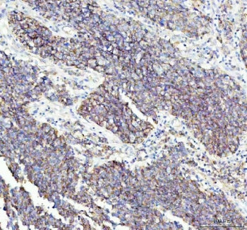 Flotillin 1 Antibody