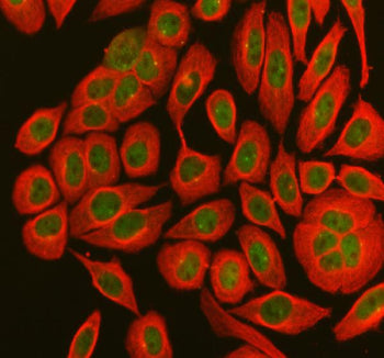 Immunofluorescent staining of using anti-MX1 antibody (green) and anti-Tubulin Alpha antibody (red).