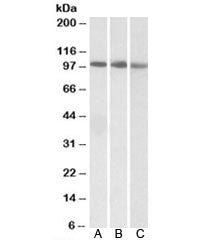Western blot testing of human A) K562, B) MOLT4 and C) mouse NIH3T3 lysate with STAT5A antibody at 0