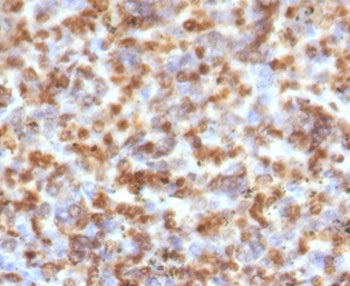 IHC staining of FFPE human spleen with Granzyme B antibody (clone GZB-1). HIER: boil tissue sections