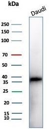 Western blot testing of human Daudi cell lysate with CD57 antibody (clone NK1/7566). Predicted molec