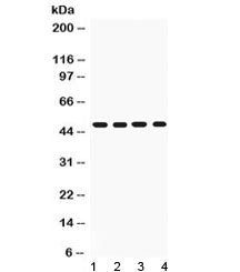 Western blot testing of rat 1) liver, 2) spleen, 3) brain and 4) heart lysate with CD95 antibody at 