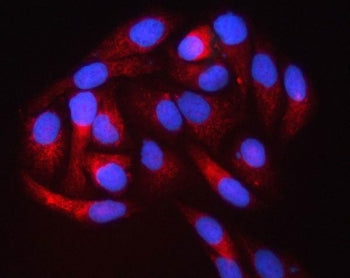 Immunofluorescent staining of FFPE human HeLa cells with PIGS antibody (red) and DAPI nuclear stain 