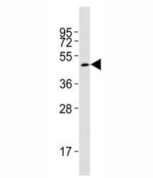 Smad3 Antibody