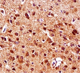 Gsk3b antibody immunohistochemistry analysis in formalin fixed and paraffin embedded mouse brain tis