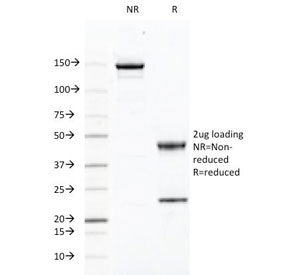 SDS-PAGE Analysis of Purified, BSA-Free CD46 Antibody (clone 169-1-E4.3). Confirmation of Integrity 