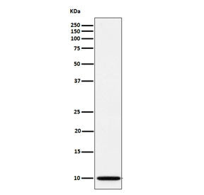 Western blot testing of human A673 cell lysate with NDUFA1 antibody. Predicted molecular weight ~8 k