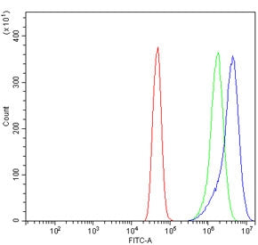 ACTN2 Antibody / Alpha Actinin 2 / Sarcomeric Alpha Actinin