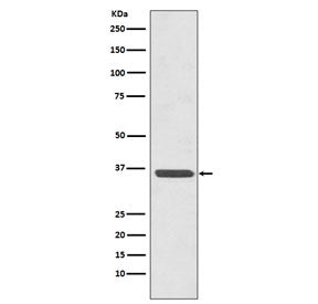 Western blot testing of human HeLa cell lysate with ANXA2 antibody. Predicted molecular weight ~38 k