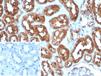 IHC staining of FFPE human heart tissue with Cardiac Fatty Acid Binding Protein antibody (clone FABP