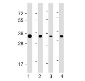 Western blot testing of STUB1 antibody at 1:4000: Lane 1) human HEK293, 2) HeLa, 3) HepG2 and 4) mou