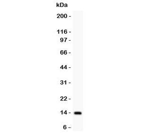 IL15 Antibody