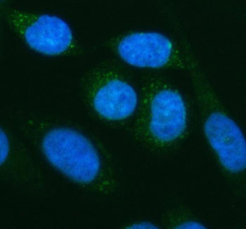 Immunofluorescent staining of MFSD2A using anti-MFSD2A antibody (green). MFSD2A was detected in an i