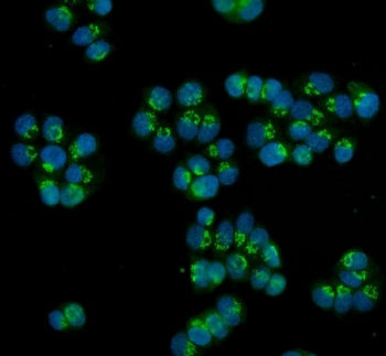Immunofluorescent staining of FFPE human T-47D cells with HOXC13 antibody (green) and DAPI nuclear s